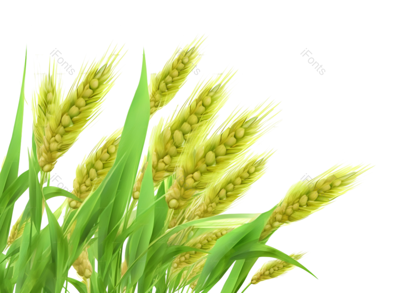 装饰图片,芒种元素,元素PNG,丰收免抠素材